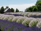 Lavender fields near the town of Zillah Art Print